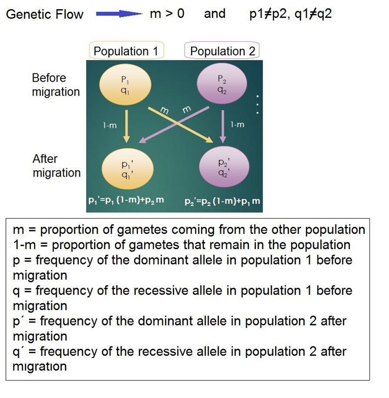 A recessive allele for blue eyes (b) has a frequency of .3 in population 1 and a frequency-example-1