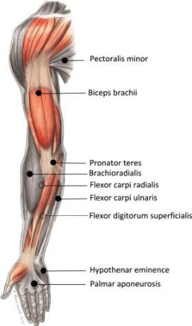 Name of the upper limb-example-1