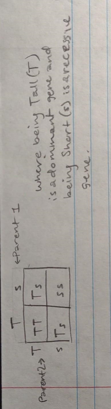 Write in the alleles of the parents and the possible allele combinations of the offspring-example-1