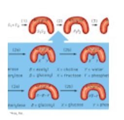 (b) Explain the action of enzymes during a reaction.​-example-1