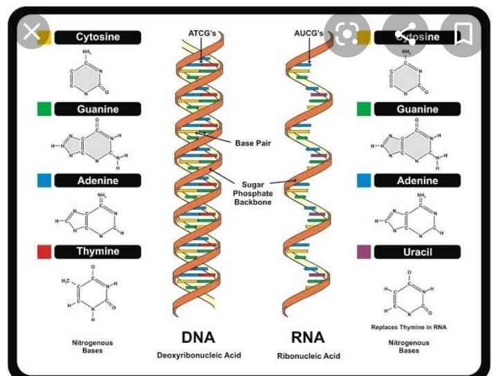 What is the connection between the structure of DNA and the structure of a protein-example-2