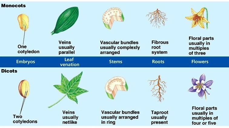 Compare the structure of a dicoty and monocot plant?​-example-1