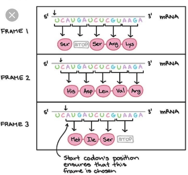 DNA has the sequence GTA. If this were transcribed into mRNA, what would the mRNA-example-1