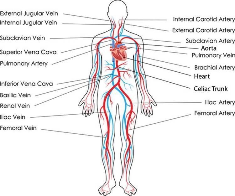 Structure of Cardiovascular system-example-1