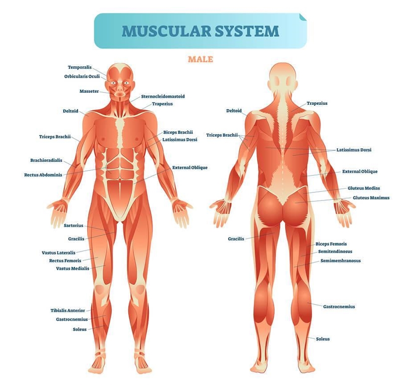 Muscular system diagram-example-1