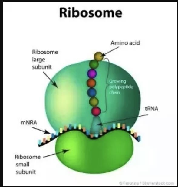 Which structure is represents a ribosome-example-1