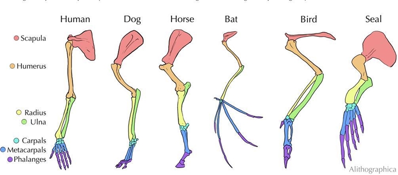 1. Discuss how the study of fossils provides strong evidence for evolution. (13.2 and-example-1