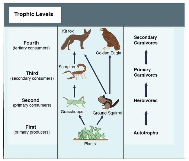 Draw and explain what a food web is​-example-1