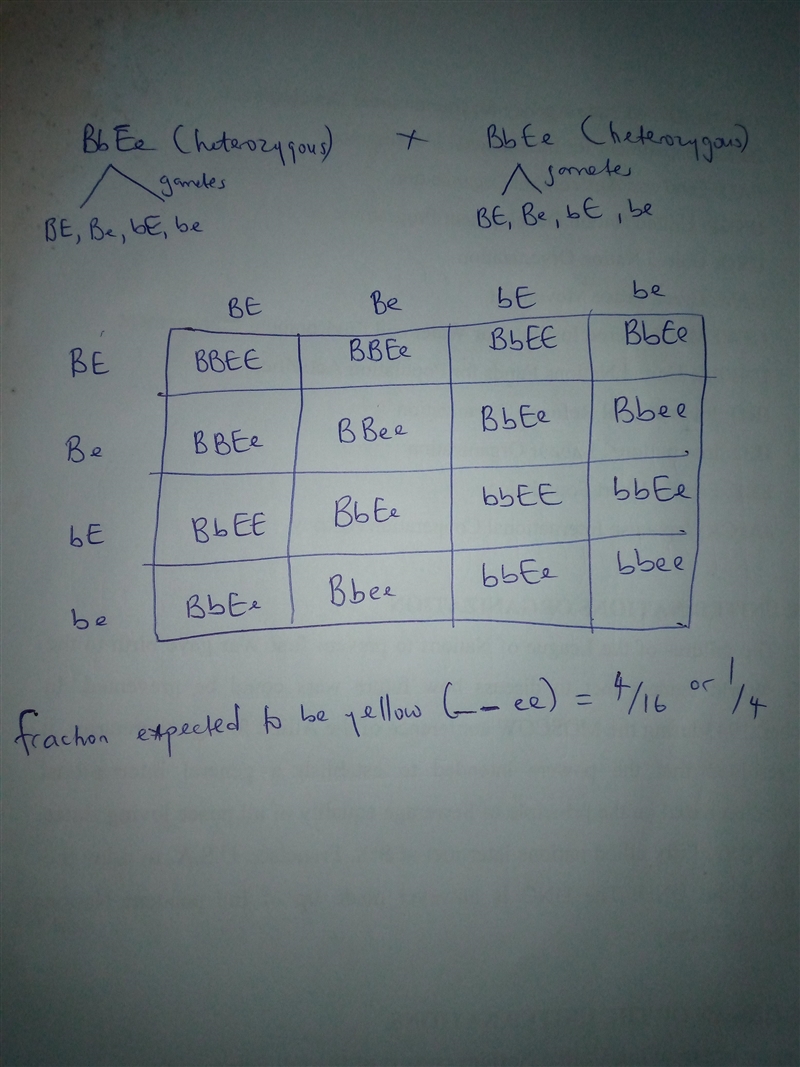 In Labrador retrievers, the allele for black coat color (B) is dominant to the allele-example-1