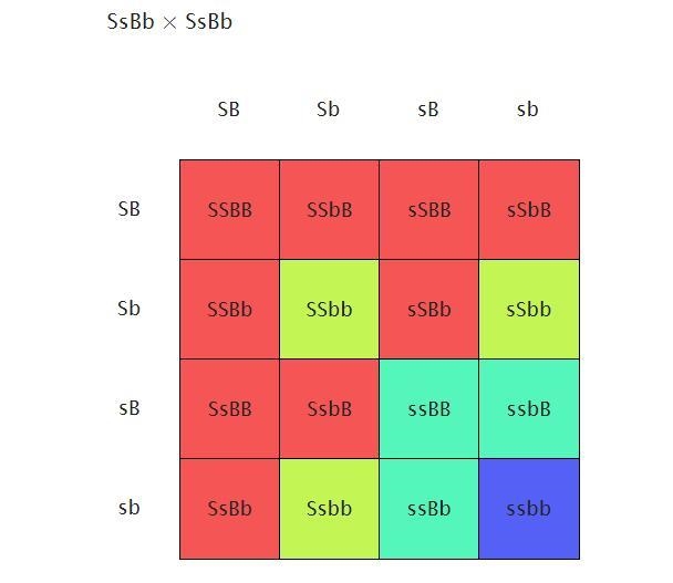 In guinea pigs, smooth coat(S) is dominant over rough (s) and black coat (B) is dominant-example-1