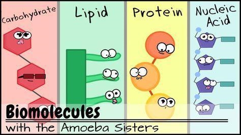 How does the shape of a lipid compare to the shape of a carbohydrate?-example-1