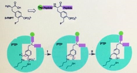 The following schemes show the design of a peptide-based chemical probe and the proposed-example-1