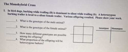 In bird dogs, barking while trailing (B) is dominant to silent while trailing (b). A-example-1