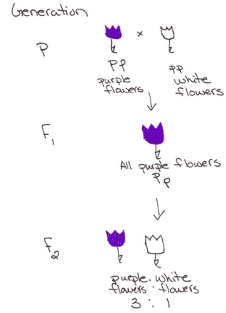 What is the genotype for white flower with green seeds-example-1