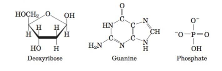 Draw the structures of deoxyribose, guanine, and phosphate and rate their relative-example-1