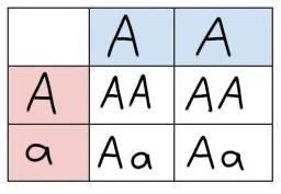 A plant species has two alleles for petal color: pink and white. The pink (A) allele-example-1