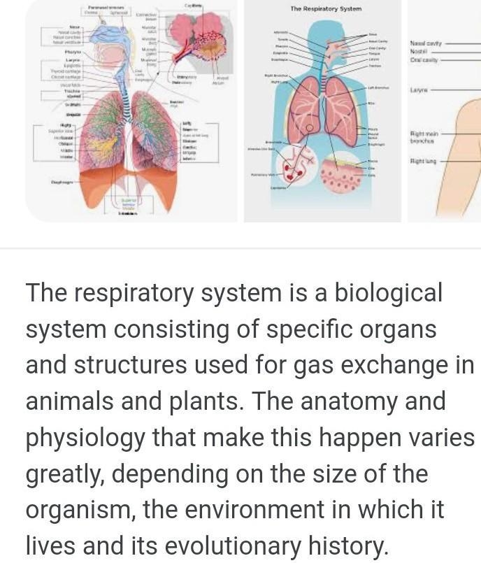 Which body system is responsible for storage in animals?-example-1