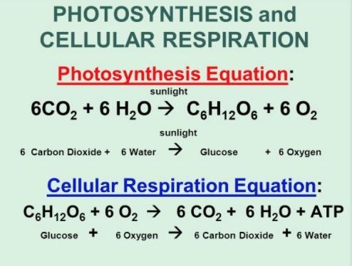 PLEASE HELP! I DONT UNDERSTAND what is the equation of Photosynthesis and cellular-example-1