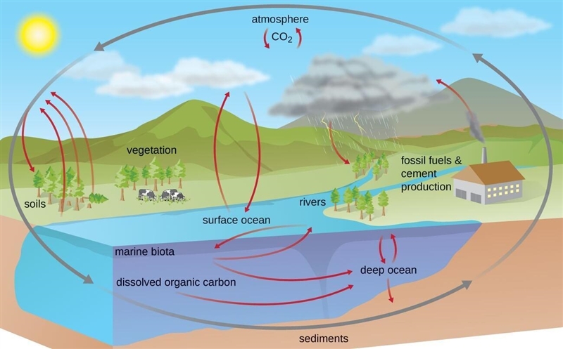 What is an element/compound that is cycled through ecosystem?-example-2