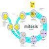 Draw a model that correctly illustrates cellular division and differentiation in stem-example-2