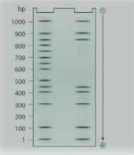 A 1.0-kb DNA fragment from the 5' end of the mouse gene is examined by DNA footprint-example-1