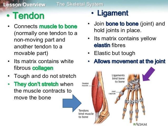 17. What structure connects muscle to bone?-example-1