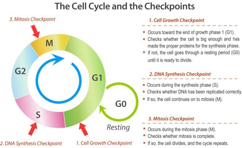 What is the resting phase of a cell-example-1