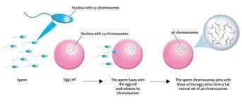 Which is not characteristics of sexual reproduction​-example-1