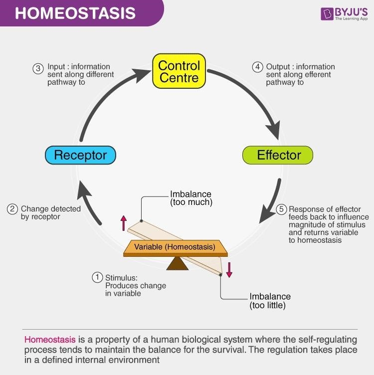 What is homeostasis?-example-1