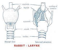 Show that respiratory gaseous exchange in a rabbit occurs at the level of lungs​-example-1