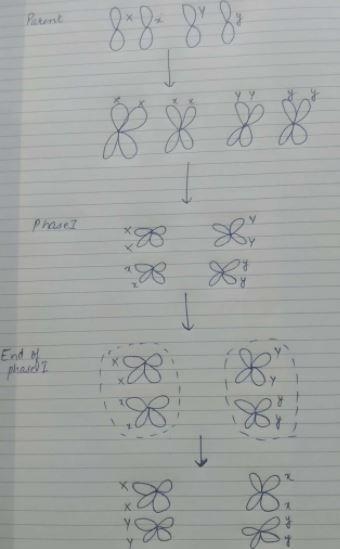 In dragons, a gene on chromosome 1 codes for wing color and a gene on chromosome 2 codes-example-1