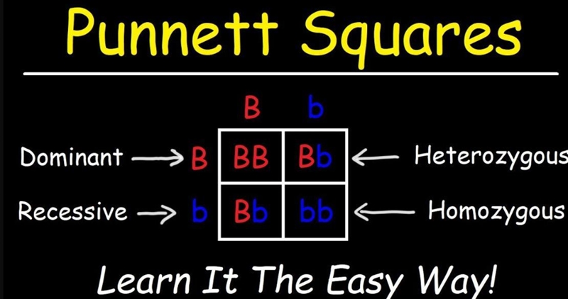 Which of these choices describes the purpose of a Punnett square? O to diagram family-example-1