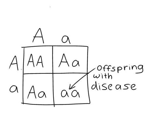 If two people who are carriers (heterozygous) for a fatal recessive disease decide-example-1