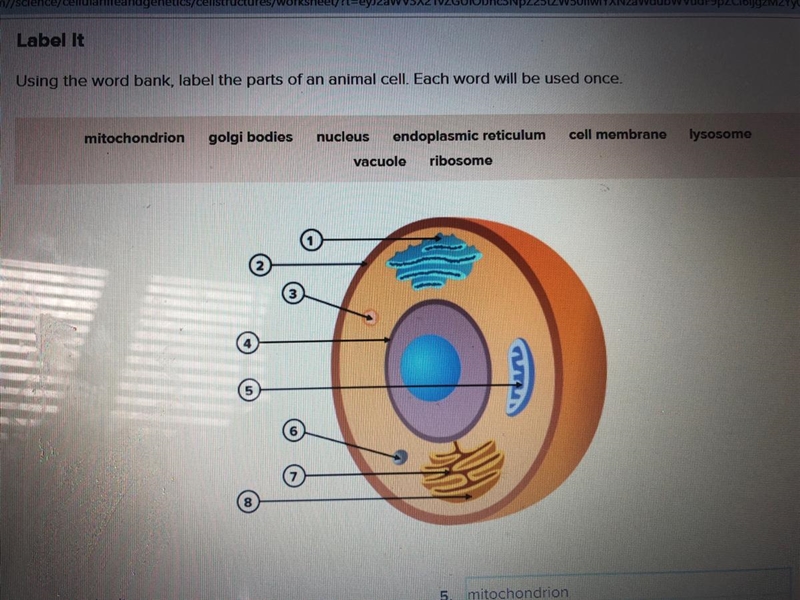 Using the word bank, label the parts of an animal cell. Each word will be used once-example-1