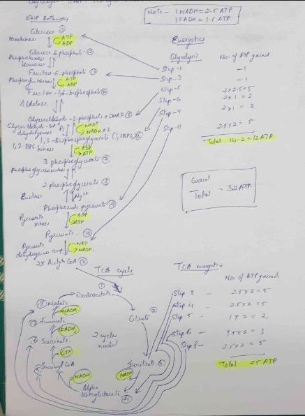 Description: Cellular respiration is the process that allows your body to harvest-example-1