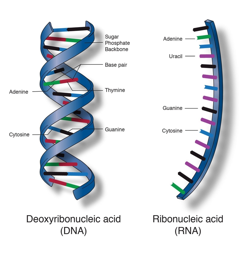 39. Which macromolecule is represented below. a.lipid b. protein C. nucleic acid d-example-1