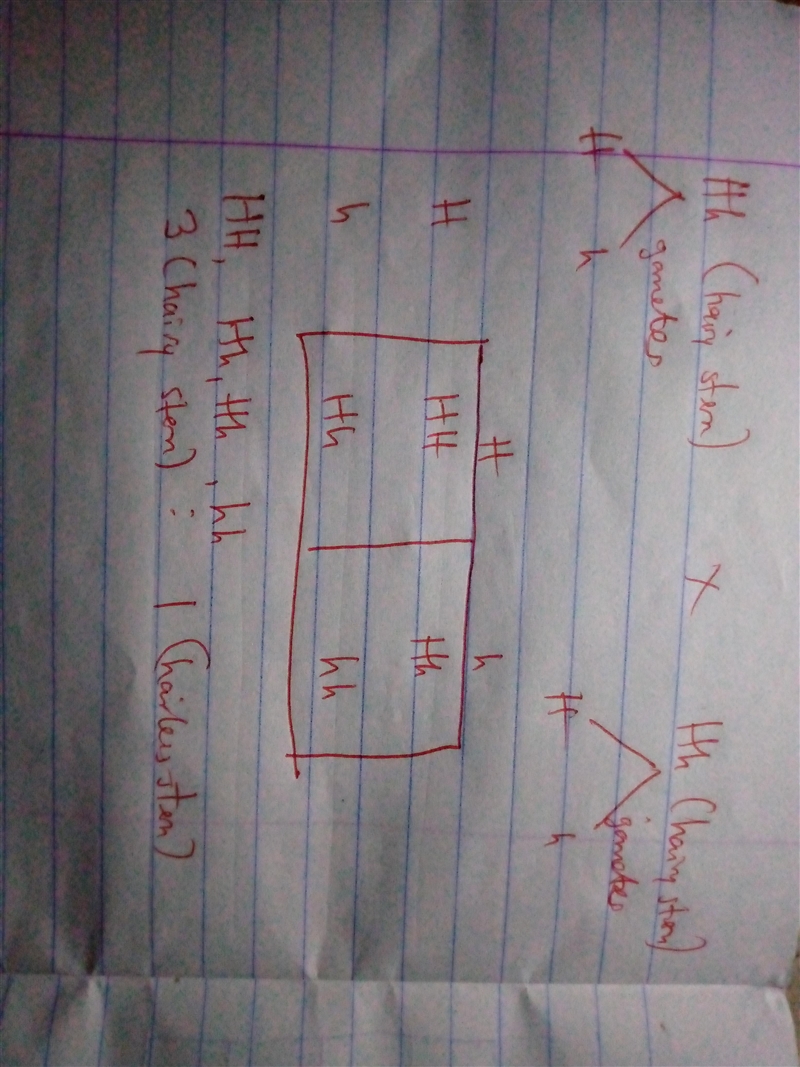 What is the expected outcome of crossing two tomato plants that are heterozygous for-example-1