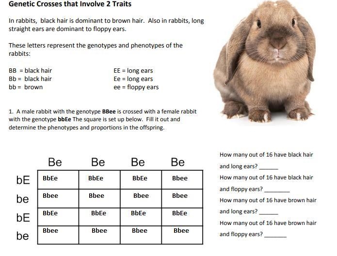 1. How many out of 16 have black hair and long ears ? 2. How many out of 16 have black-example-2