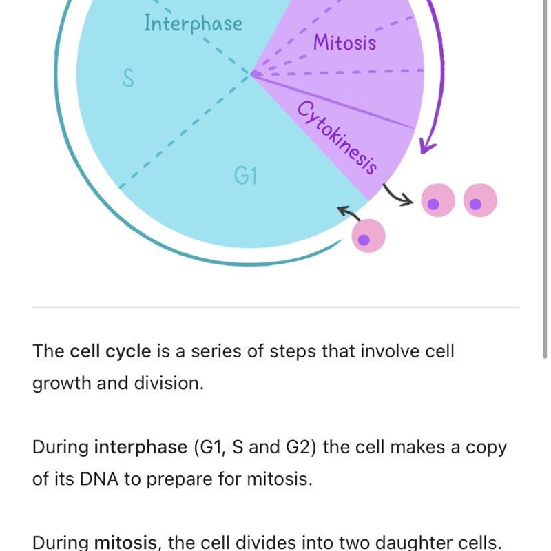 MASTERY CONNECT MITOSIS-example-1