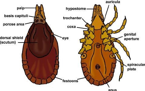 Diagram of a tick with labels​-example-2