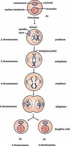 MASTERY CONNECT MITOSIS-example-1