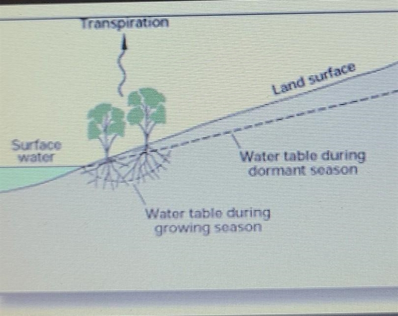 How do you think that water gets to the other parts of the tree that need it?-example-1