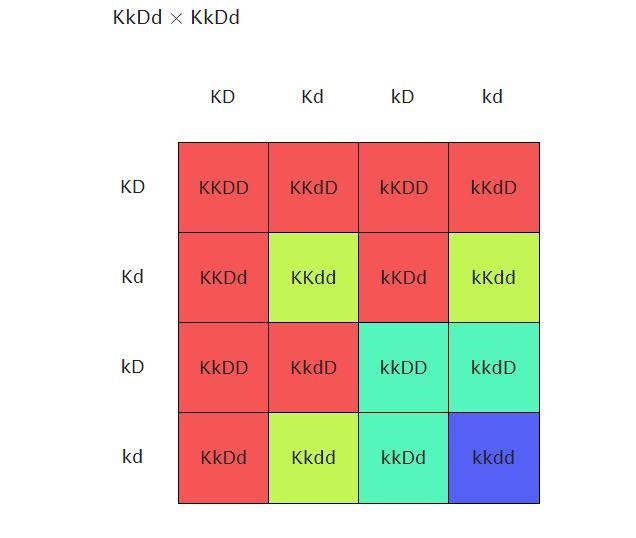 In primrose flowers, the dominant allele of gene K is necessary to synthesize blue-example-1