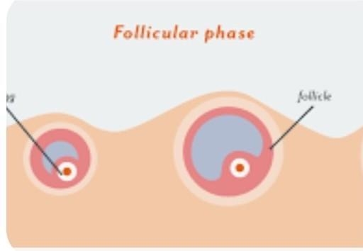 What is ovulation? please help,!!​-example-1