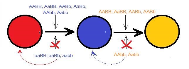 You are studying a pair of genes (A and B). Gene A produces an enzyme that converts-example-1