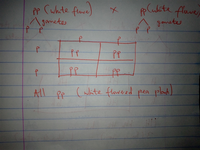 In pea plants purple flowers are dominant to white flowers. If two white flowered-example-1