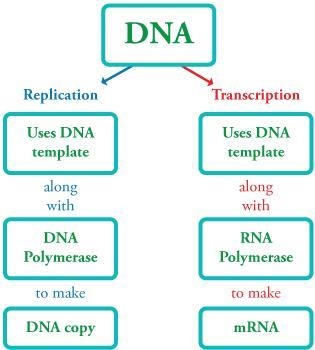 The flow of genetic information is controlled by a series of biochemical reactions-example-1