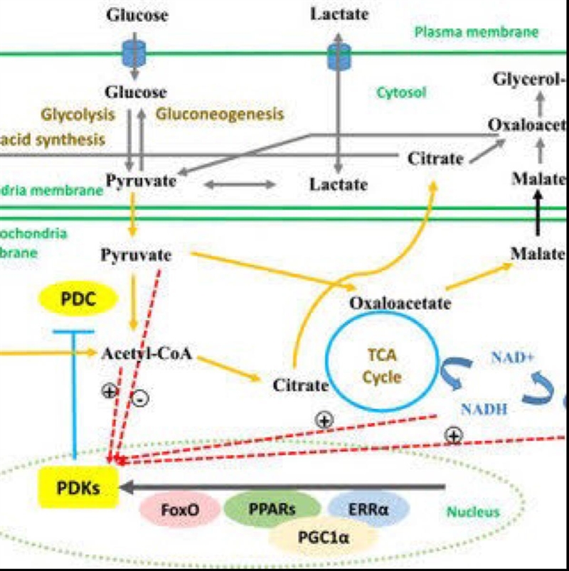 What can fatty acids do to help with PDCD-example-1