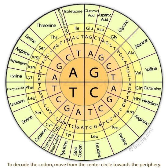 The original base sequence of DNA is : CAG TTA CCA. If the amino acid sequence that-example-1