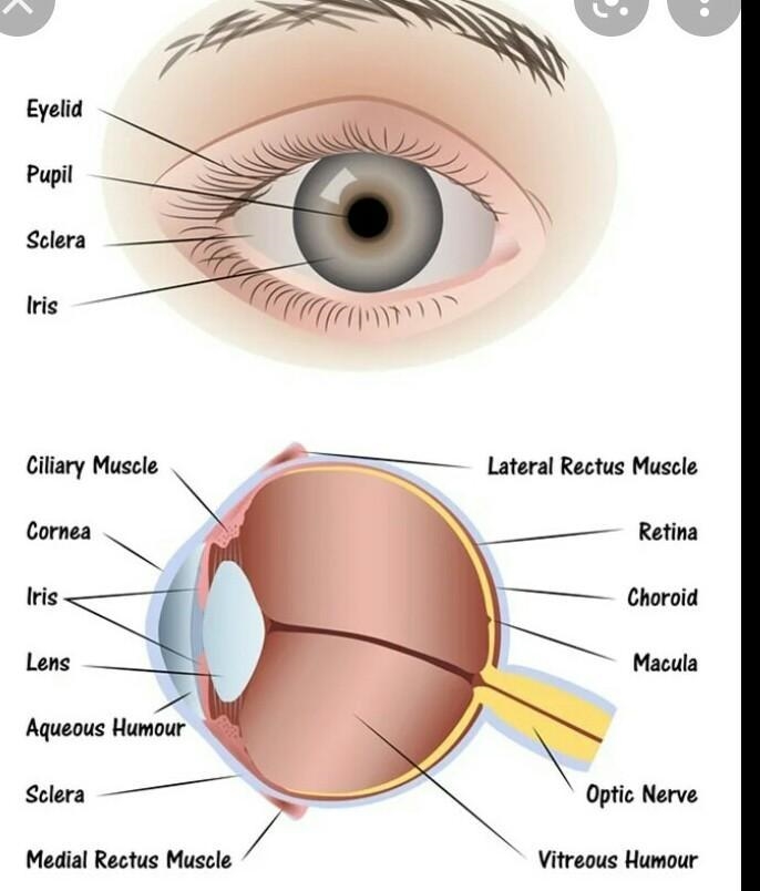 Parts of the human eye and it's function​-example-1